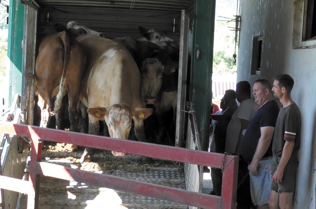 OBNOVA STOČNOG FONDA: Sanskim farmerima isporučene muzne krave