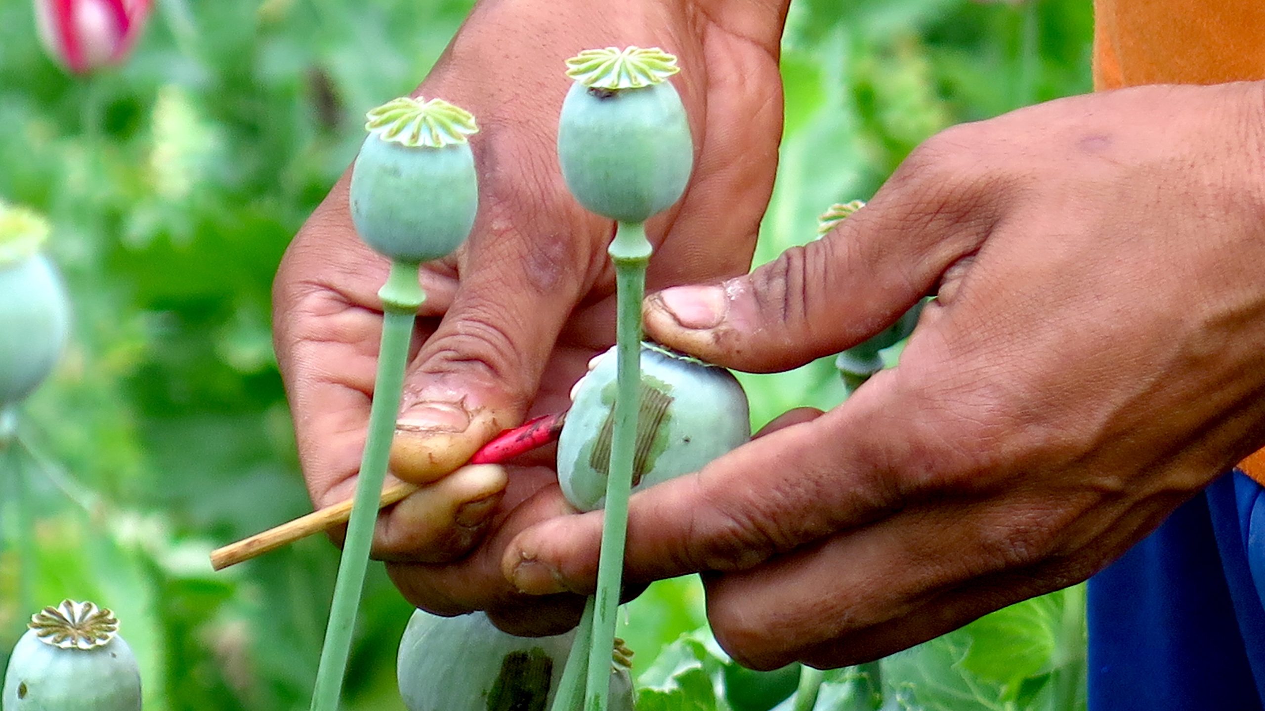 MIJANMAR PRETEKAO AFGANISTAN: Nakon dolaska talibana na vlast, proizvodnja opijuma se značajno smanjila