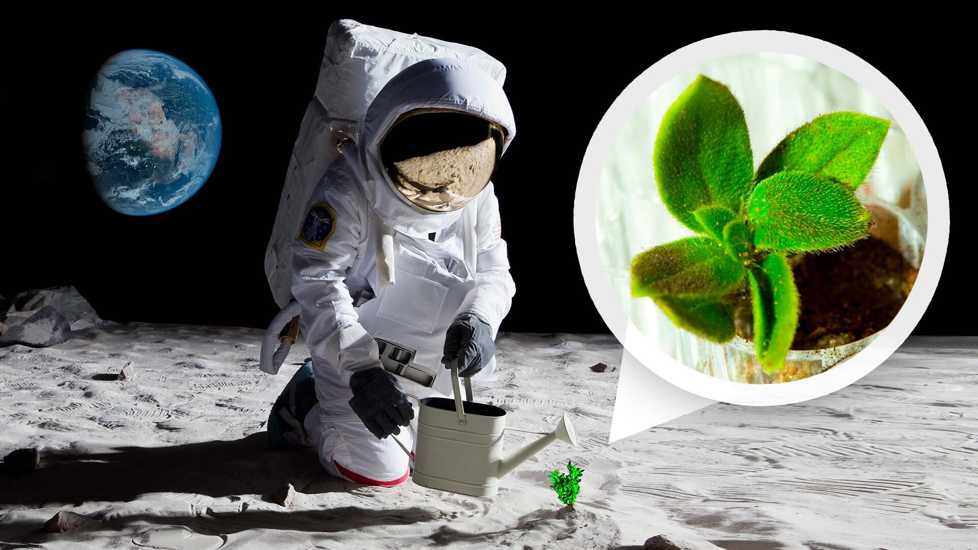 NASA-INA MISIJA “ARTEMIS-3” 2026: Prvi astronauti koji će sletjeti na Mjesec, nakon više od pola stoljeća, postavit će lunarni mini-staklenik za uzgoj biljaka