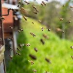SVJETSKI JE DAN PČELA: Klimatske promjene negativno djeluju na pčelinje zajednice, sve češće odumiru