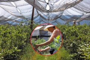 porodicno gazdinstvo "Susic"