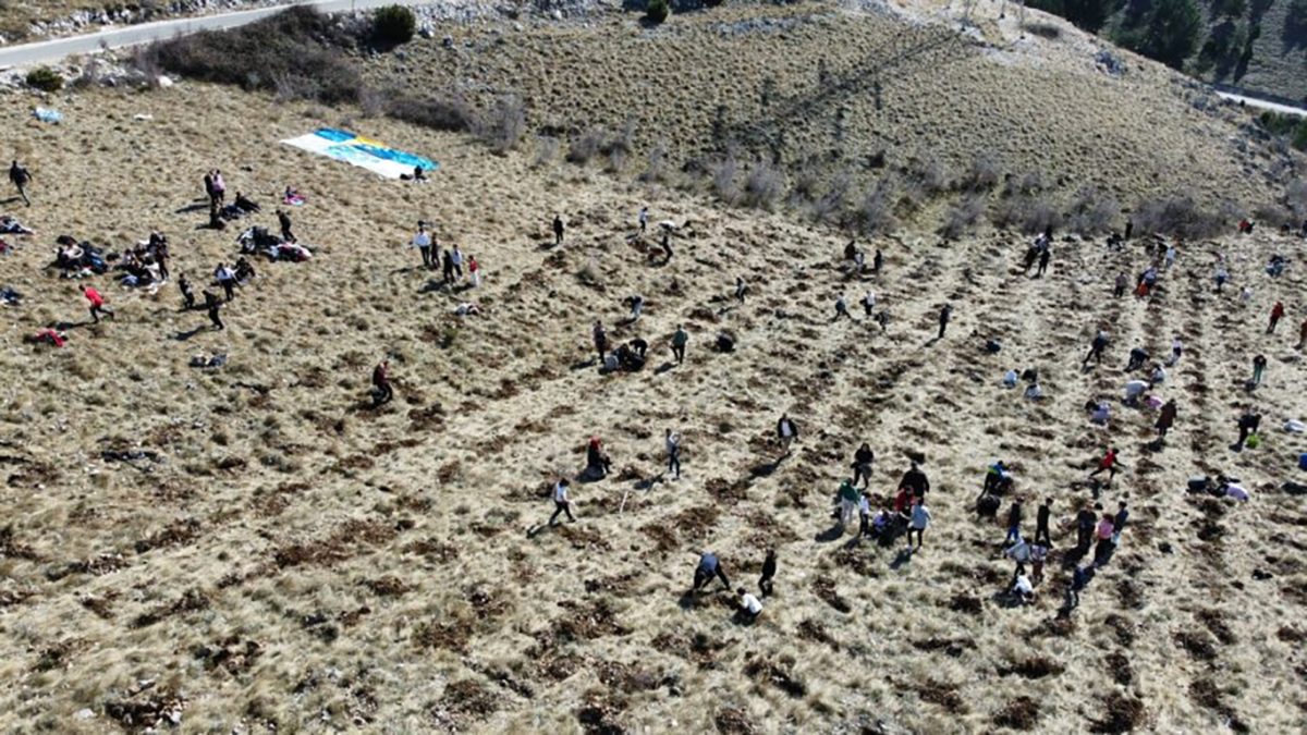 Sadnja bora na Fortici