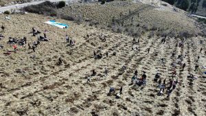 Sadnja bora na Fortici