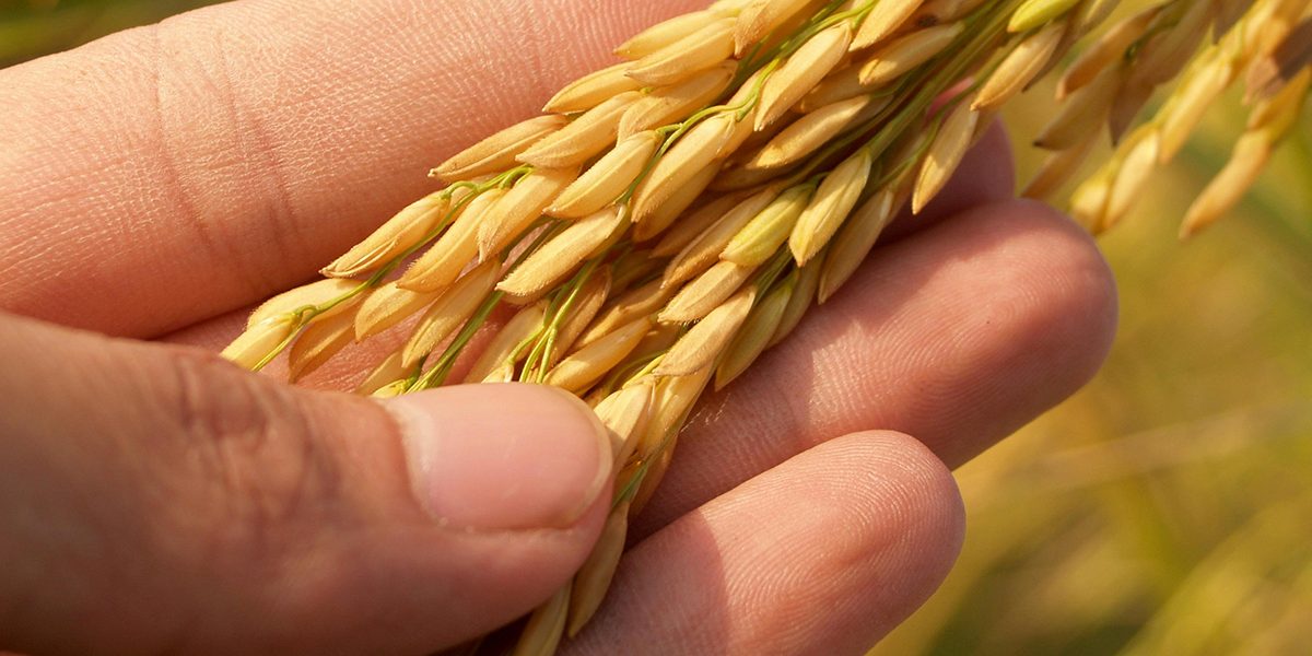 p[enica - free photo from Pexels