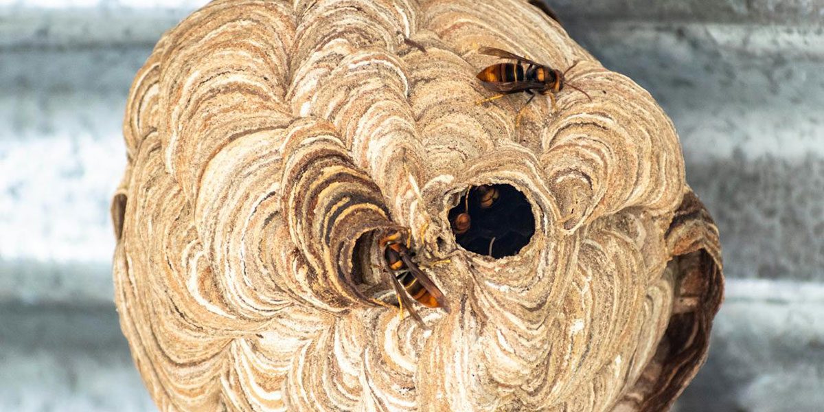 gnijezdo_stršljena_opt