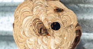 gnijezdo_stršljena_opt