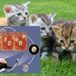 mačke zaražene parazitima