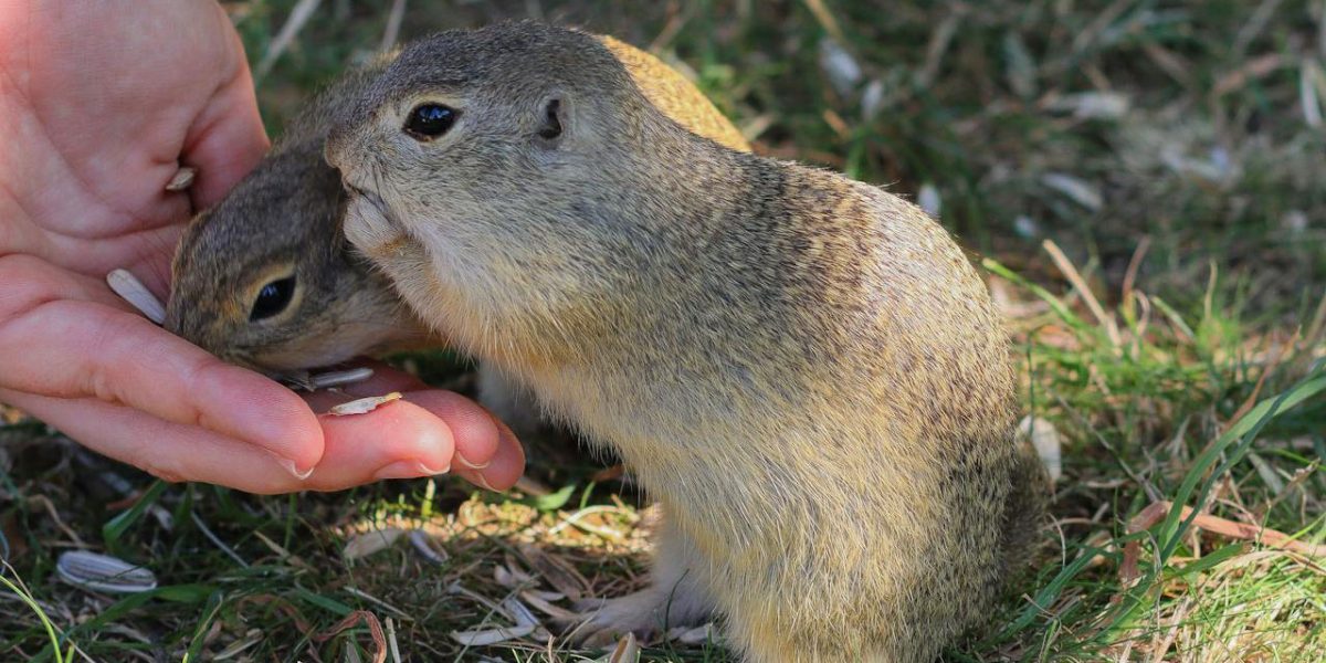 glodari_hantavirus_ljudi