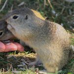 glodari_hantavirus_ljudi