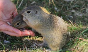 glodari_hantavirus_ljudi