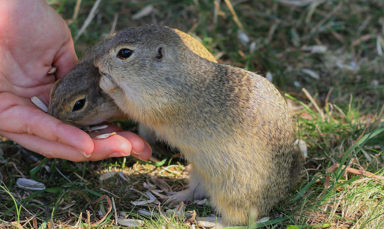 glodari_hantavirus_ljudi